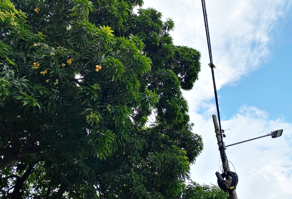 Mangas- rede Elétrica- Equatorial Goiás